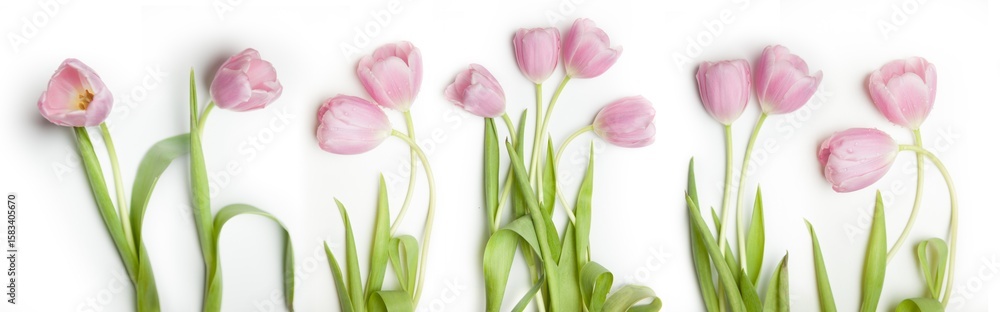 Obraz premium Tulip Lines – Group of Tulips, Floral Order Meets Natural Beauty