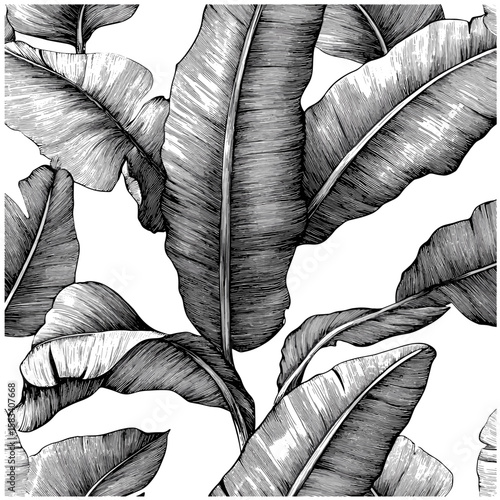 Antique large foliage detail, hand-drawn tropical pattern, vintage botany sketch, engraved banana leaf texture, vector illustration, leafy jungle vibe, rainforest plants, tropical nature.