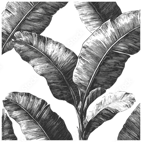 Engraved banana leaf texture, vintage botany sketch, trendy engraved style, hand-drawn tropical pattern, retro natural background, botanical foliage art, vector illustration, exotic leaves, png.