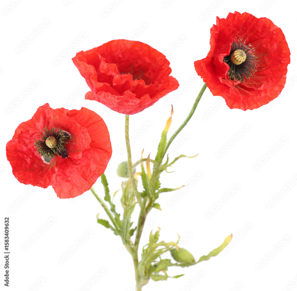Obraz premium Bright red poppy flowers on white background. Meadow plant