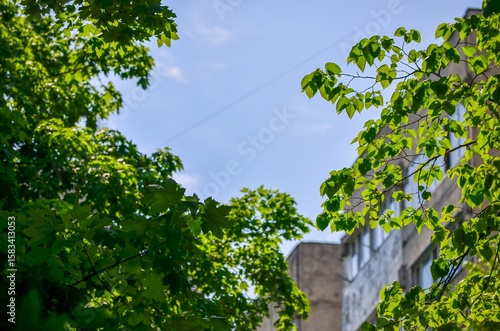 A tree with green leaves is in front of a building. The sky is blue and the sun is shining