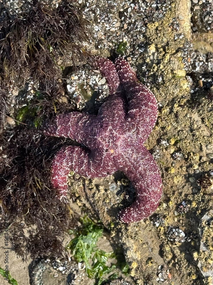Fototapeta premium starfish on rocks