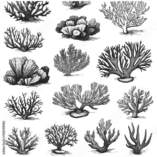 Engraved coral reef texture, vintage marine detail, antique ocean sketch, hand-drawn underwater pattern, retro texture, vector illustration, ocean ecosystem art, coastal sea flora.