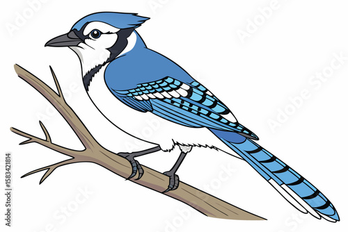 Colorful Blue Jay Perched on a Branch Artistic Bird Illustration and Wildlife Nature