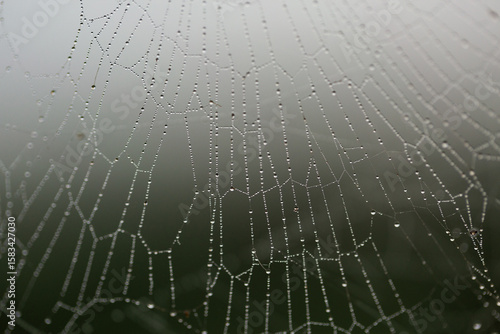 Dew spangled spiderweb wet strands covered in water droplets