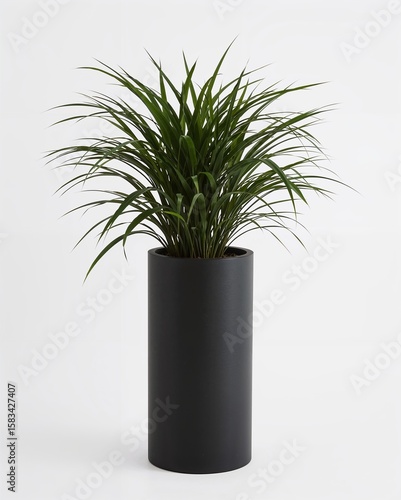 Tall matte black cylindrical modern planter pot on plain white background