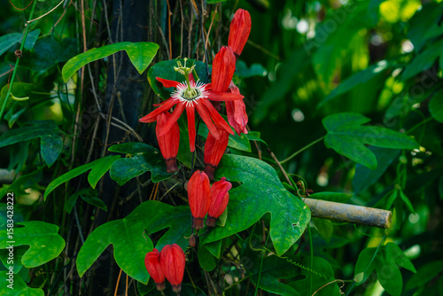 Photos Passion flowers or passion vines Lady Magaret