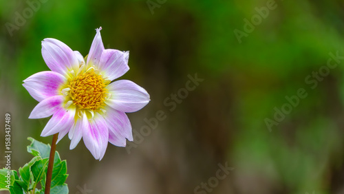 淡いピンクと白のダリアの花