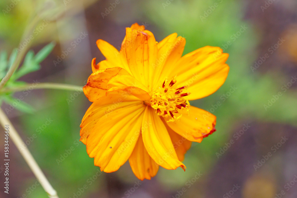 Orange Cosmos sulphureus Cav flower are blooming Orange Cosmos sulphureus Cav flower are blooming