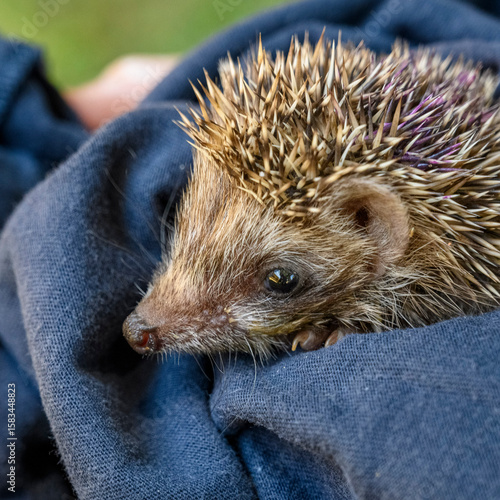 orphaned juvenile Southern white-breasted Hedgehog
