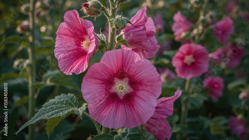 Common hollyhock (Alcea rosea) blooms beautifully under the glow of the evening sun.