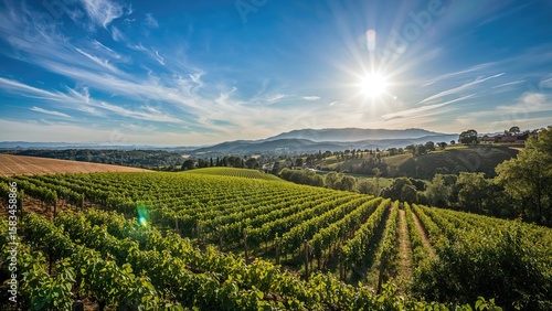 Wallpaper Mural Bird's-eye view of rural vineyards during summer Torontodigital.ca