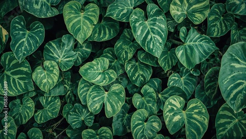 Wallpaper Mural Known as real lily or cunjevoi, Alocasia brisbanensis is a member of the Araceae family. Torontodigital.ca