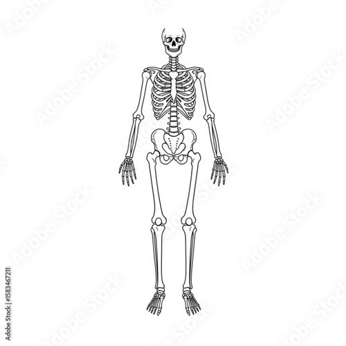 Detailed outline of a human skeleton showcasing anatomical structure, perfect for educational resources or spooky Halloween themed designs.