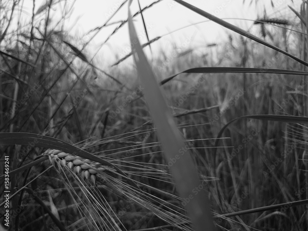 Obraz premium barbed wire fence