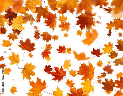 A beautiful cascade of colorful maple leaves gently floats down on a clear autumn day.