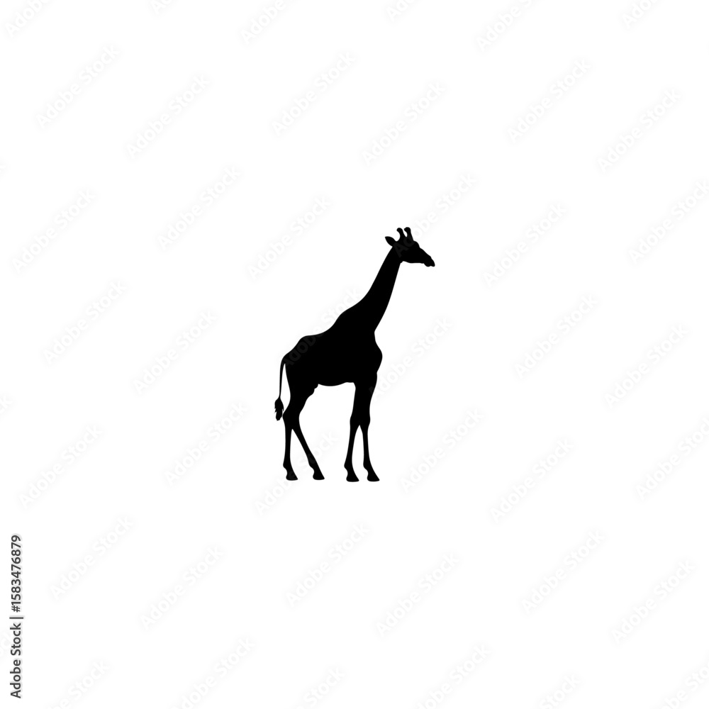 Fototapeta premium A black Silhouette giraffe animal 