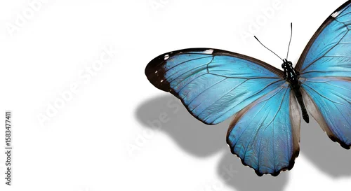 Obraz Papillon bleu vif vole gracieusement fond blanc lumiere douce. AI Generated