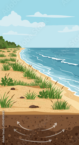 A scenic coastal landscape showing vegetation near the shore and soil layers beneath with arrows indicating erosion or underground movement. 