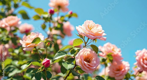 Beautiful Light Pink Roses Blooming Against Clear Blue Sky On A Sunny Day