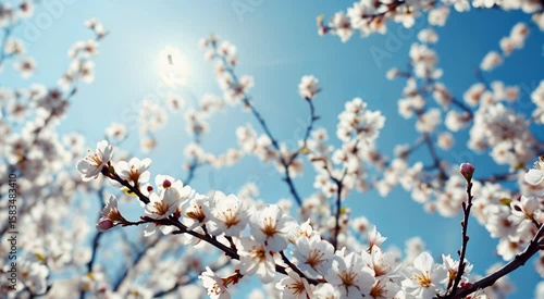 Blooming Cherry Blossoms Against A Sunny Sky Springtime Nature Serenity Visuals