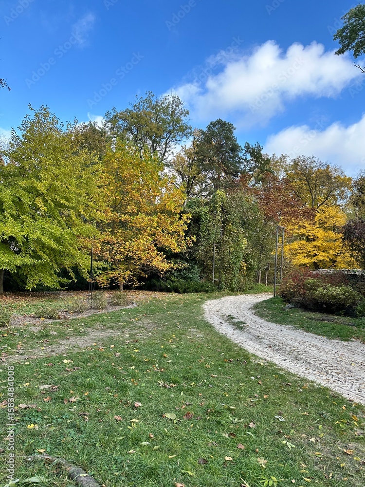 Obraz premium path in the forest with fallen autumn leaves