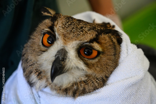 Eurasian eagle-owl (Bubo bubo)
