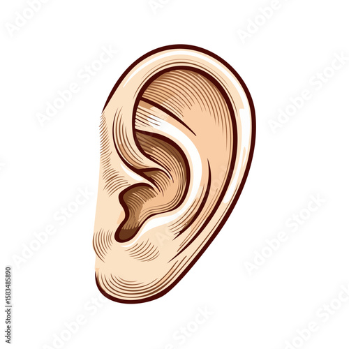 Human ear anatomy illustration. Detailed graphic auditory sense organ art