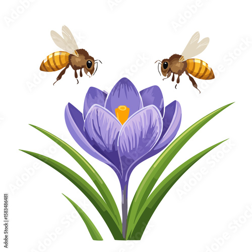 Crocus flower with bees collecting nectar, spring time illustration