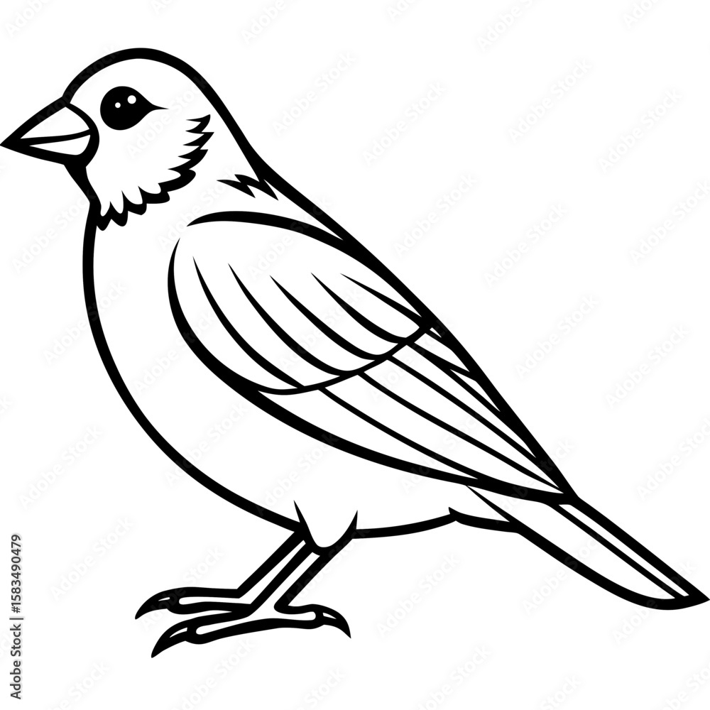 Fototapeta premium Finch line art vector