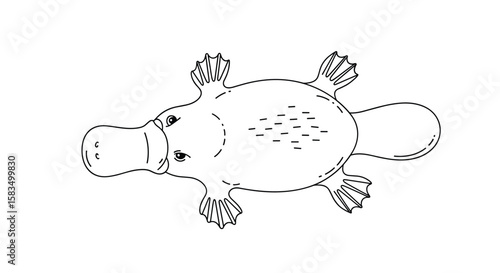 Adorable duck billed platypus a unique australian mammal known for its bizarre features
