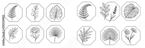 Detailed botanical illustrations showcasing various plant species in intricate line art style from a natural setting
