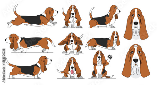 Collection of basset hound poses and expressions for design projects