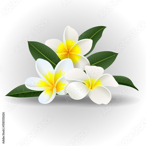 Frangipani flowers with leaves isolated on white background. Vector illustration.