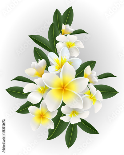Frangipani flowers with leaves isolated on white background. Vector illustration.