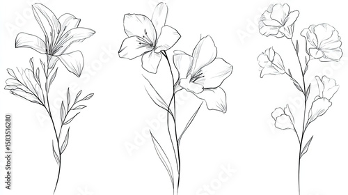 Delicate floral line art design.