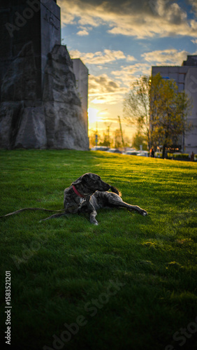 A dog lies on the grass in the rays of the setting sun in the city.