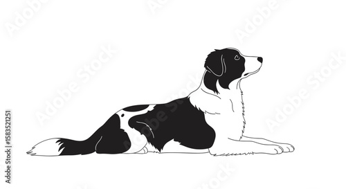 A black and white dog is resting on the ground looking upwards attentively