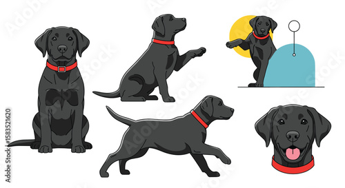 Charming black labrador poses collection for various uses