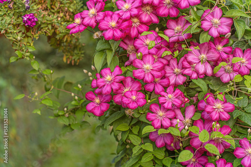 beautiful flowers of a blooming clematis on a green background. Background for a greeting card, invitation, or certificate. The concept of caring for nature, naturalness, and authenticity