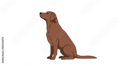 A loyal chocolate labrador retriever dog sitting patiently looking up expecting a treat training session good boy obedience practice
