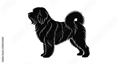 Black tibetan terrier standing proudly demonstrating its fluffy double coat and spiraling tail