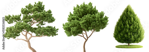 A trio of lush evergreen juniper trees with dense verdant foliage stand isolated against a clean white background showcasing their natural beauty and elegance