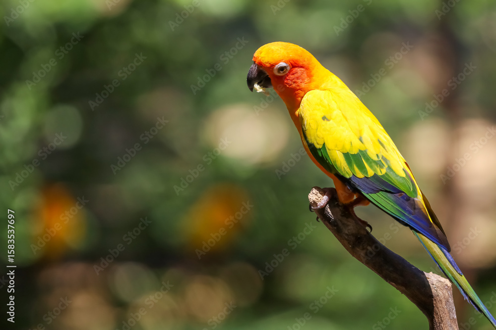 Obraz premium The mini parrot bird on stick tree