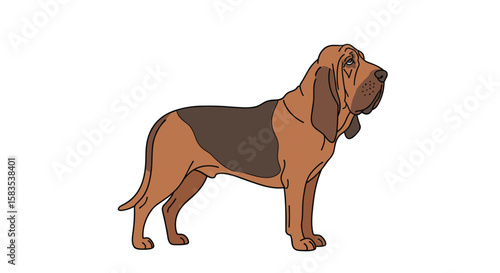 A stately bloodhound stands proudly with its distinctive features on full display