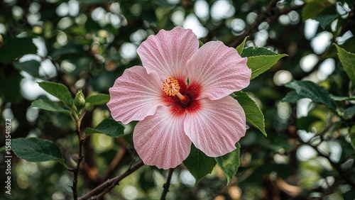 Wallpaper Mural Lovely bright pink hibiscus blossom Torontodigital.ca