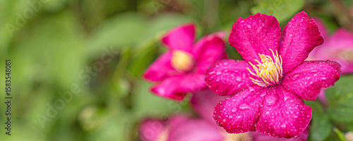 Banner for advertising or announcements with beautiful flowers of blooming clematis on a green background. Background for a greeting card, invitation, or certificate. The concept of caring for nature