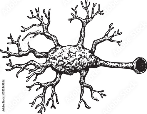 Human Neuron nerve cell of brain schematic vintage sketch engraving vector illustration. Tee shirt apparel print design. Scratch board style imitation. Black and white hand drawn image.