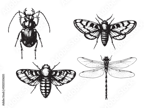 Engraved insect specimen set with butterfly beetle moth and dragonfly in vintage scientific style