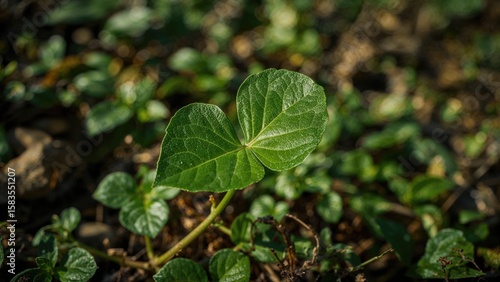 Wallpaper Mural Lush green foliage of a healthy plant in a serene outdoor environment, highlighting calmness and purity. Torontodigital.ca